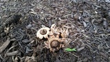 Geastrum morganii image