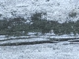 Trapeliopsis flexuosa image