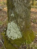 Lobaria quercizans image