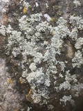 Physcia aipolia image