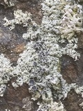 Physcia aipolia image