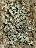 Parmotrema crinitum image