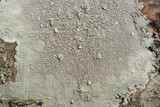 Pertusaria trachythallina image