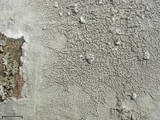 Pertusaria trachythallina image