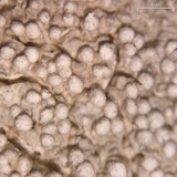 Pertusaria trachythallina image