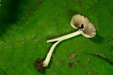 Amanita farinosa image