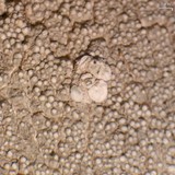 Pertusaria trachythallina image