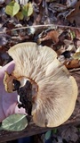 Sarcomyxa serotina image