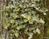 Pseudocyphellaria aurata image