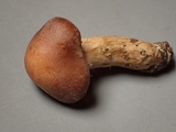 Hebeloma alpinicola image