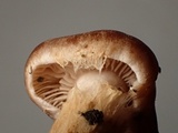 Hebeloma alpinicola image