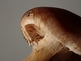 Hebeloma alpinicola image