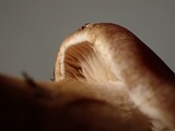 Hebeloma alpinicola image
