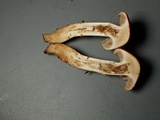 Hebeloma alpinicola image