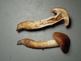 Hebeloma alpinicola image