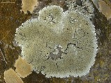 Pyxine sorediata image