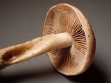 Hebeloma velutipes image