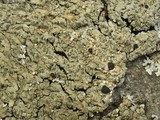 Pyxine sorediata image