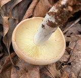 Rhodocollybia maculata image