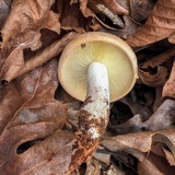 Rhodocollybia maculata image