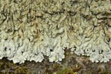Pyxine sorediata image