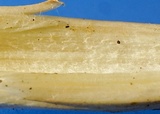 Rhodocollybia maculata image