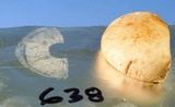 Rhodocollybia maculata image