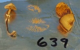 Conocybe rugosa image