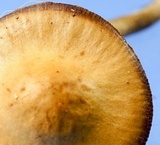 Conocybe rugosa image