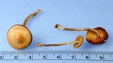 Conocybe rugosa image