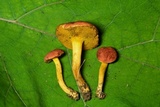 Boletus subfraternus image