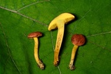 Boletus subfraternus image