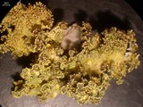 Vulpicida viridis image