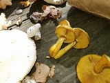 Gymnopilus luteus image