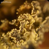 Vulpicida viridis image