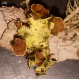 Vulpicida viridis image