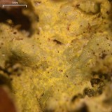 Vulpicida viridis image