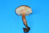 Tricholoma fulvum image