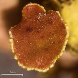Vulpicida viridis image
