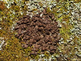 Nephroma helveticum image