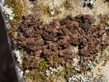 Nephroma helveticum image