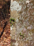 Lobaria ravenelii image