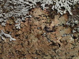 Lobaria ravenelii image