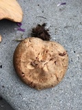 Paxillus involutus image