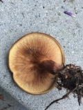 Paxillus involutus image