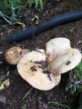 Lactarius resimus image