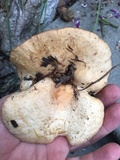 Lactarius resimus image