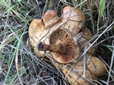 Paxillus involutus image