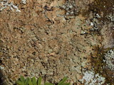 Lobaria ravenelii image