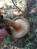 Paxillus involutus image